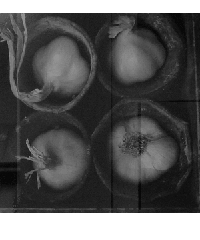 Sepia image of garlic bulbs