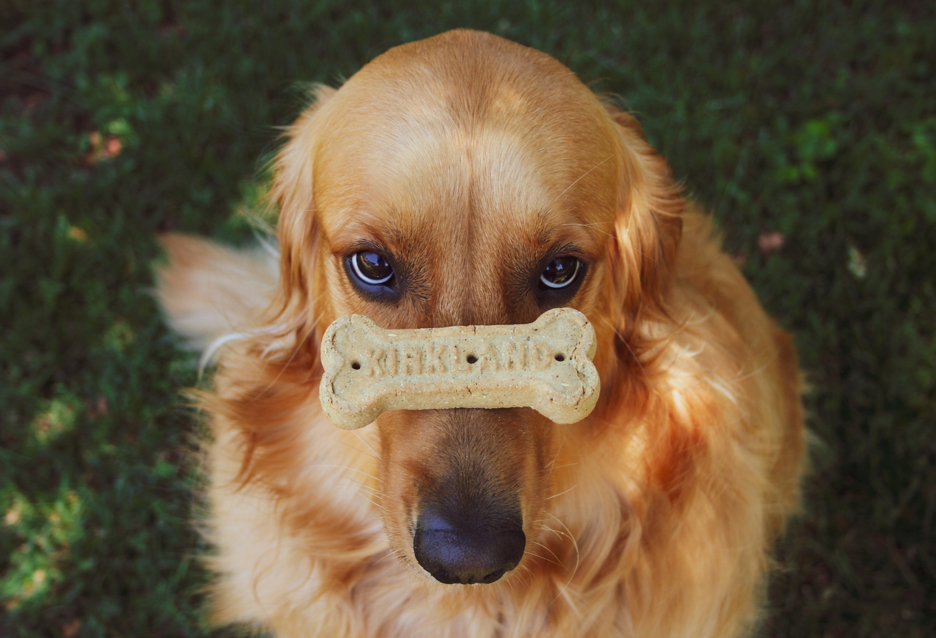 Dog with biscuit.