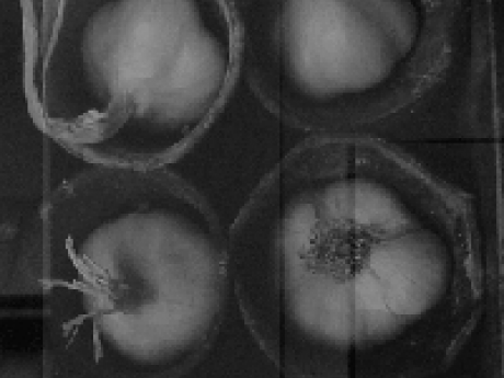 Sepia image of garlic bulbs