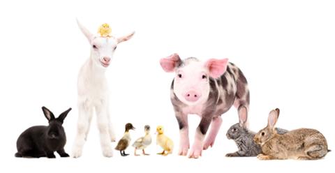 Meet the Farm Animals
