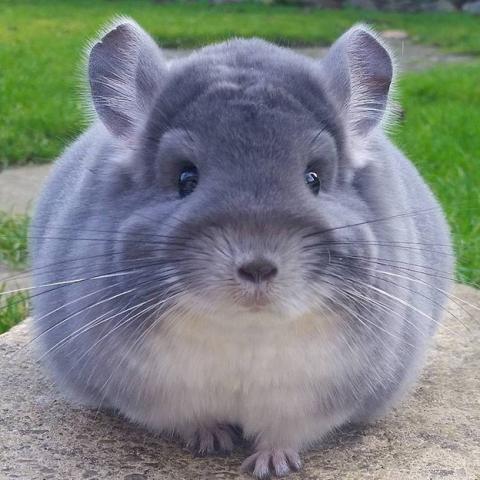 Animal Adaptations - Chinchilla