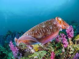 Cuttlefish
