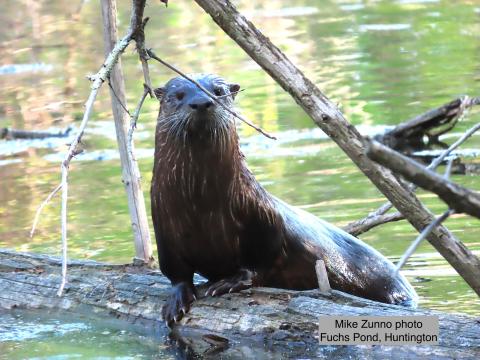 river otter