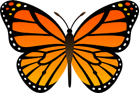 Monarch butterfly