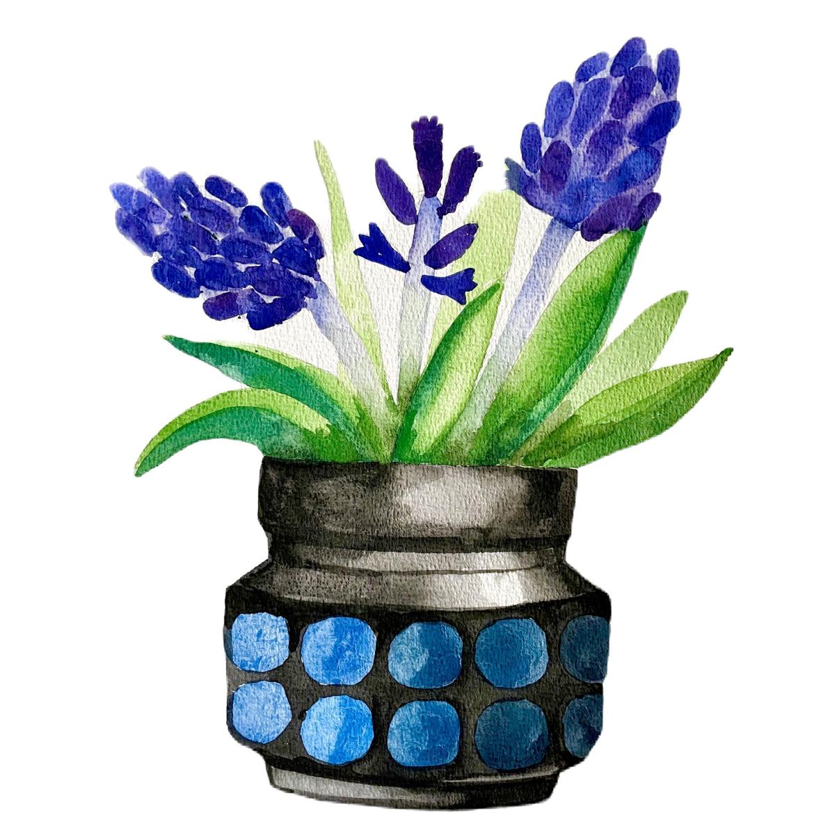 Hyacinth