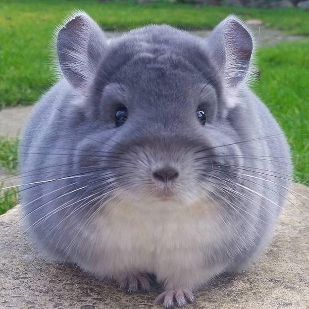 Animal Adaptations - Chinchilla